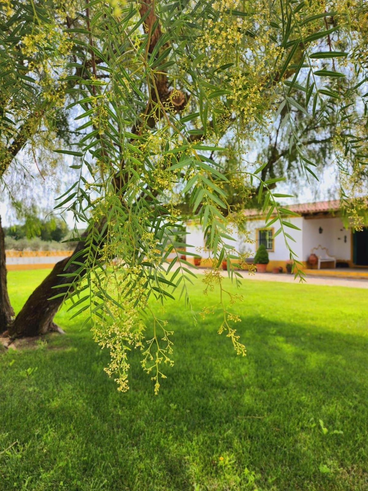 Villa Montinho Do Palanque Viana do Alentejo Exterior foto